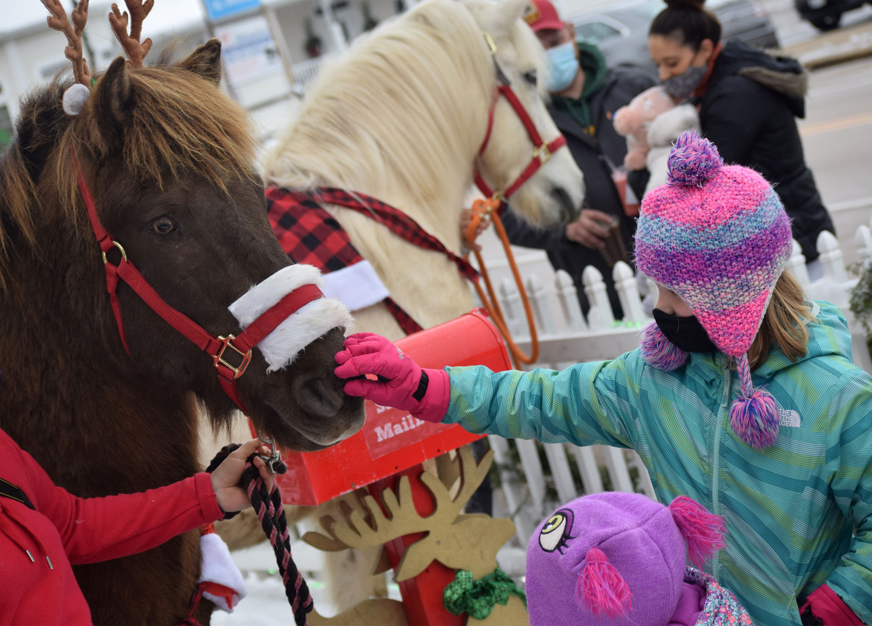 Icelandic horses 2.jpg